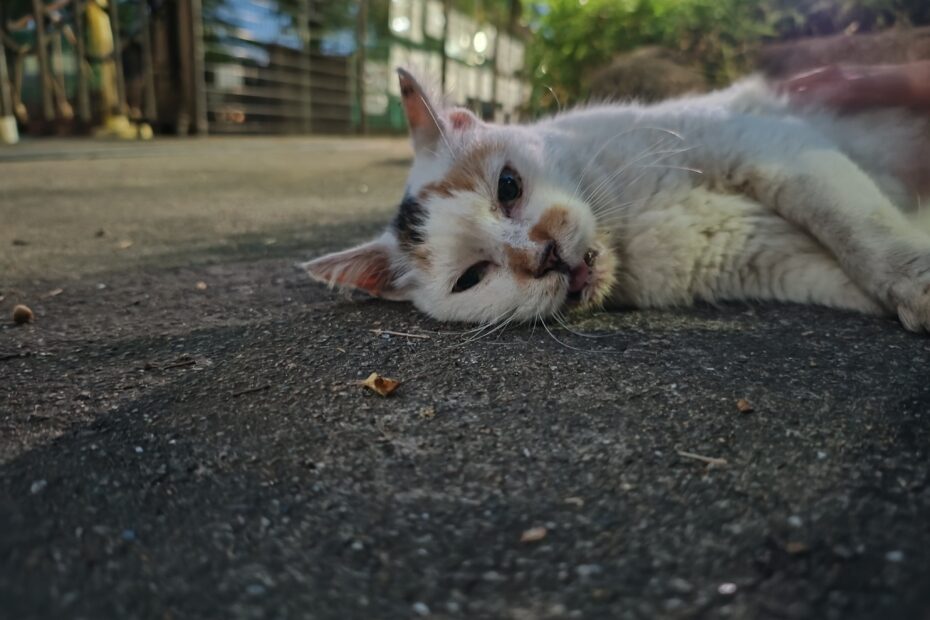 町猫探訪記の連載イメージ